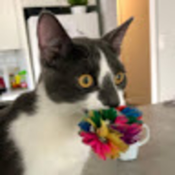 wattiestella